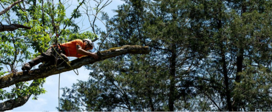 Podador de Emondage Sorel-Tracy que trabaja en un árbol en altura.