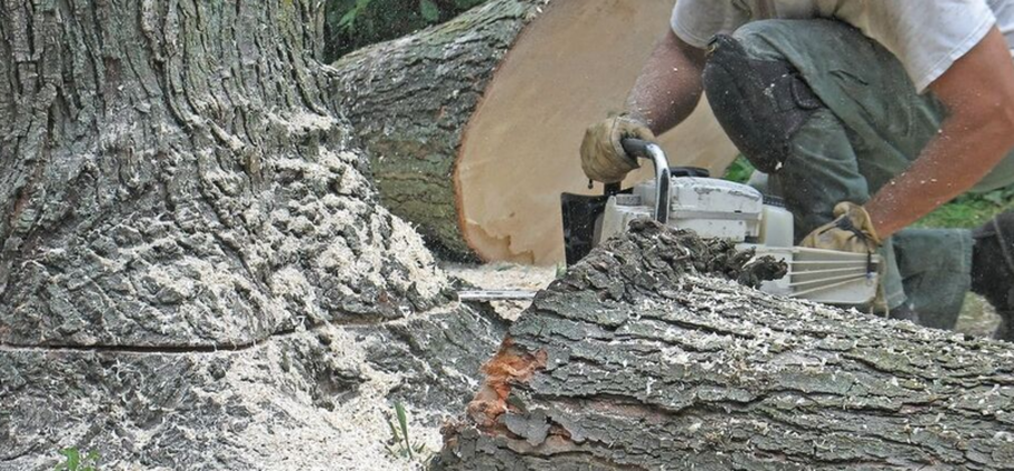 Abattage d'un arbre malade par un employé d'Emondage Sorel-Tracy.